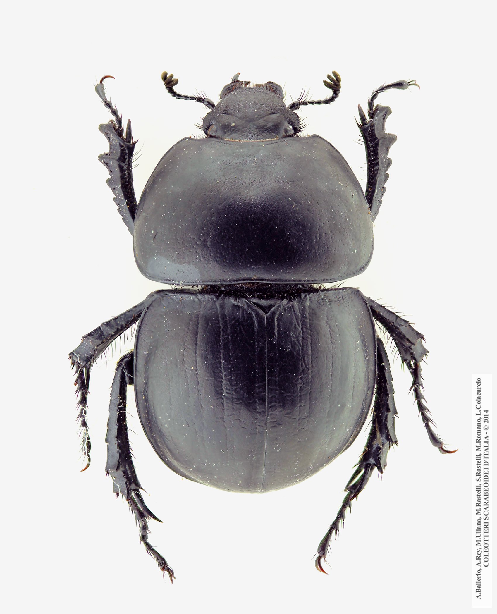 Baraudia geminata, maschio